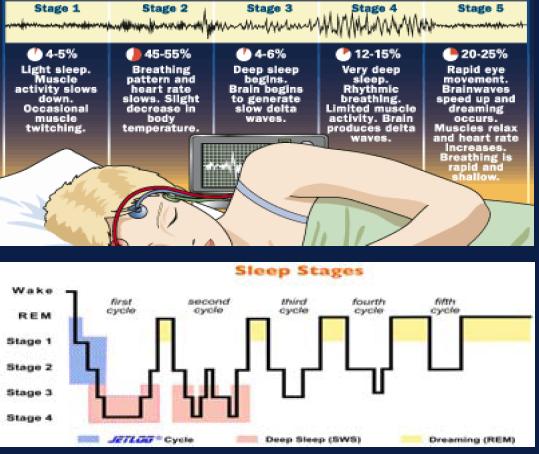 Image result for stages of sleep